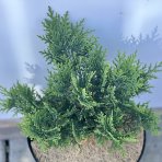 Cypruštek Lawsonov (Chamaecyparis lawsoniana) ´NIDIFORMIS´ - Ø rastliny 15-25cm, kont. C3L